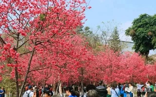 西安樱花培训，培育青春之星，绽放未来樱花璀璨光芒