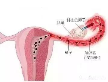 通草，疏通输卵管堵塞的神奇功效与疗效详解_探险版5.76