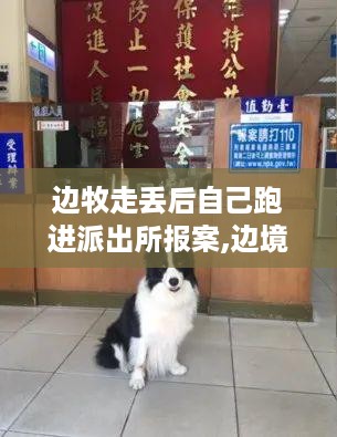 边境牧羊犬的报案奇遇，智慧与误闯的碰撞，派出所里的意外重逢