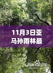 揭秘，亚马孙雨林最新生态观察报告——11月3日观察报告出炉