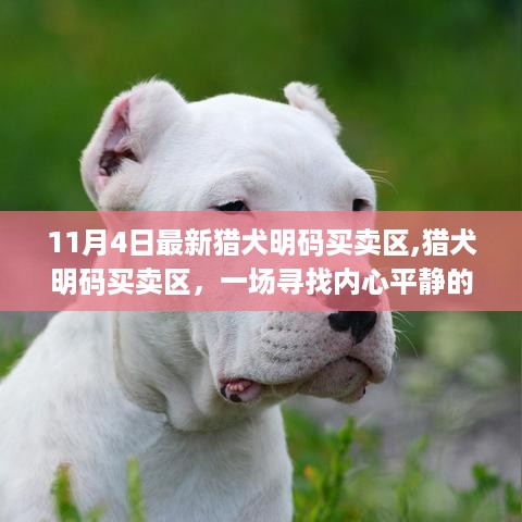 猎犬明码买卖区，探寻自然猎奇的内心平静之旅