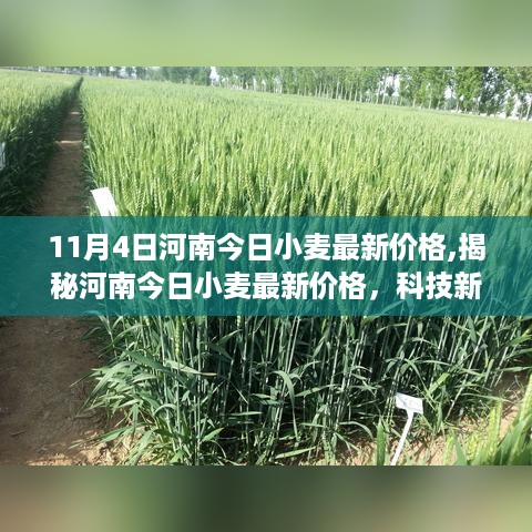 河南今日小麦最新价格揭秘，科技新品引领市场，智慧农业新生活体验！