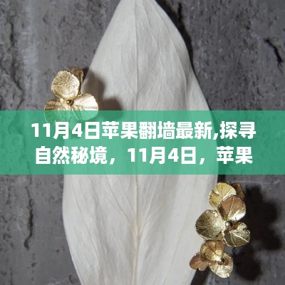 11月4日苹果翻墙新篇章，启程探寻自然秘境的心灵之旅！