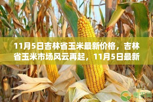 吉林省玉米市场最新动态，11月5日玉米价格解析与市场风云再探