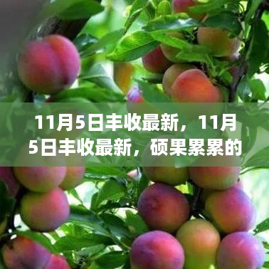 硕果累累的丰收盛宴，11月5日丰收最新消息