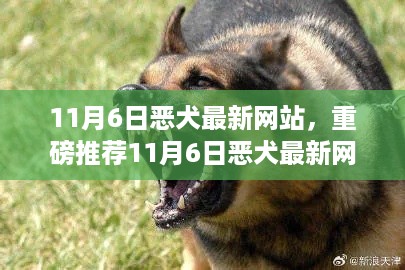 11月6日恶犬最新网站，娱乐新领地重磅推荐