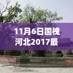 河北国槐最新价格动态，回顾行情与影响分析（2017年11月）