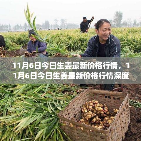 11月6日生姜最新价格行情深度解析与介绍