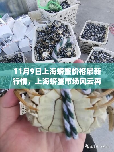 揭秘上海螃蟹市场风云再起，最新行情背后的故事（11月9日）