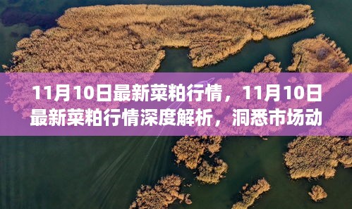 11月10日菜粕行情深度解析，洞悉市场，投资先机