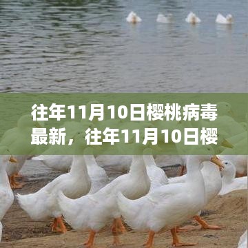 往年11月10日樱桃病毒最新动态解析与报告