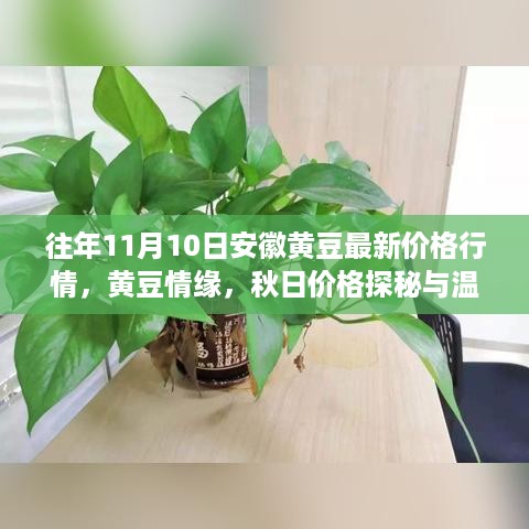 秋日黄豆情缘，安徽黄豆最新价格行情探秘与友情之旅（往年11月10日）