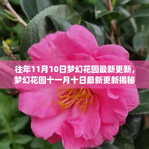 梦幻花园11月10日更新揭秘，重点亮点解析与最新动态速递