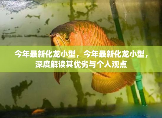 深度解读最新化龙小型，优缺点与个人观点分享