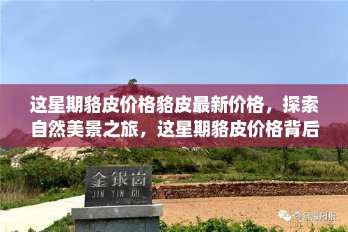 本周貉皮价格动态与探索自然美景之旅，宁静与冒险的双重体验