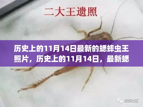 历史上的11月14日，最新蟋蟀虫王照片揭秘与全面评测介绍