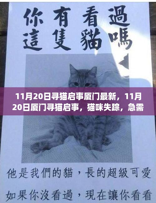 厦门猫咪失踪紧急寻找启事，猫咪失踪求助，寻找线索！