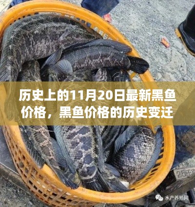 透过黑鱼价格的历史变迁，看时代的涟漪——历史上的最新黑鱼价格回顾