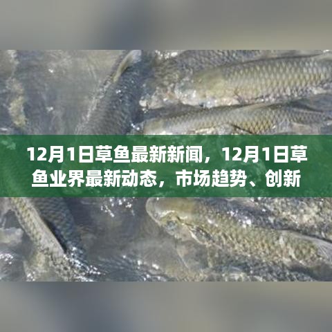 2024年12月1日 第11页