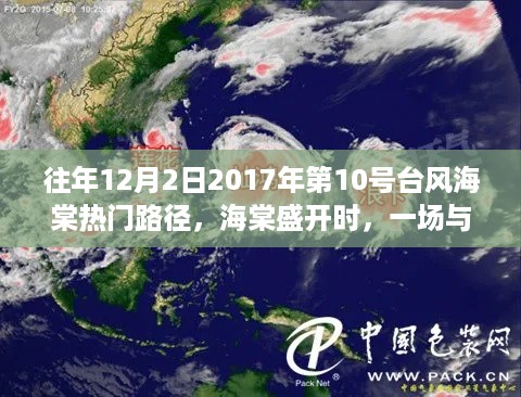 台风海棠下的温馨故事，台风海棠盛开时的相遇