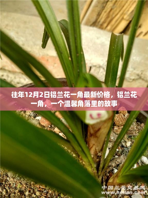 铝兰花一角故事，最新价格揭晓，一角收藏价值揭秘