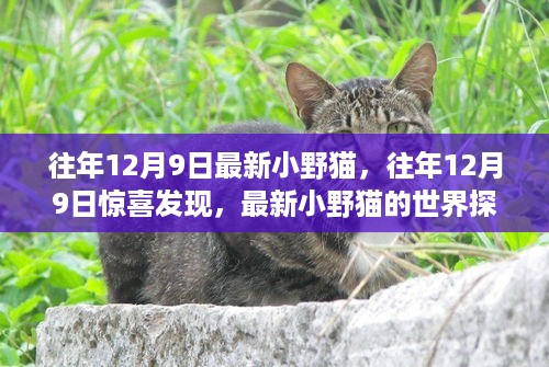 揭秘最新小野猫的世界探索，往年12月9日的惊喜发现之旅