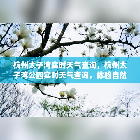 杭州太子湾公园实时天气查询，探索自然之美的必备准备