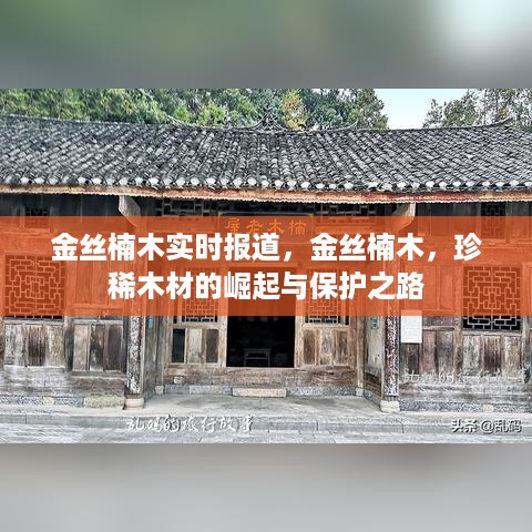 金丝楠木，珍稀木材的崛起、保护与实时关注之路