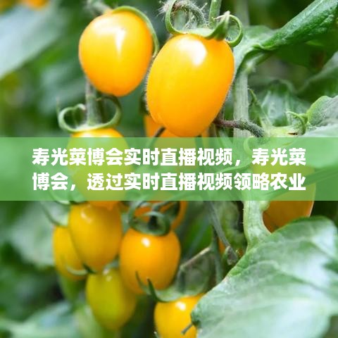 寿光菜博会实时直播，农业科技魅力的全景展示