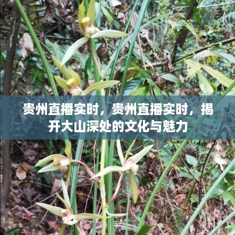 贵州直播实时，探寻大山深处的文化与魅力