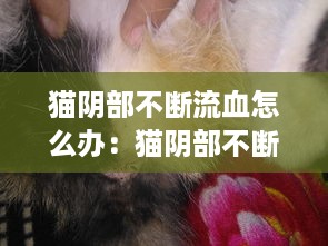 猫阴部不断流血怎么办：猫阴部不断流血怎么办呢 