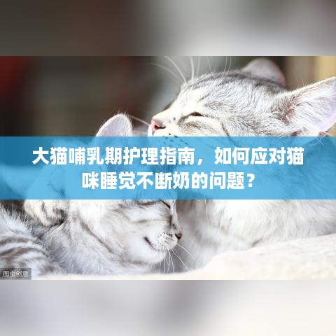 大猫哺乳期护理指南，如何应对猫咪睡觉不断奶的问题？