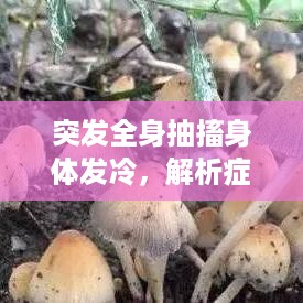 突发全身抽搐身体发冷，解析症状及应对方法