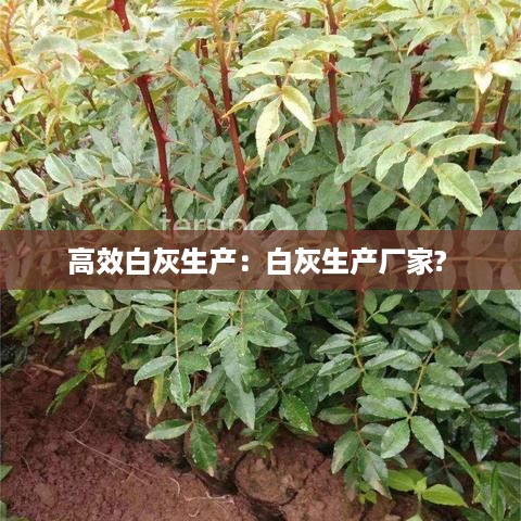 高效白灰生产：白灰生产厂家? 