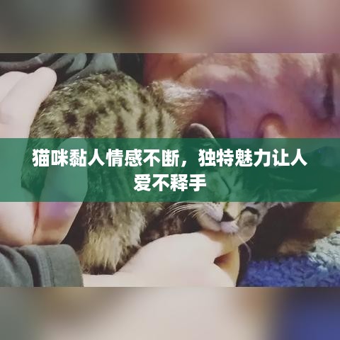 猫咪黏人情感不断，独特魅力让人爱不释手