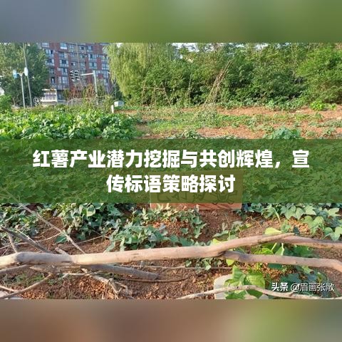 红薯产业潜力挖掘与共创辉煌，宣传标语策略探讨