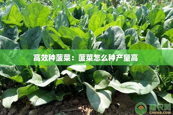 高效种菠菜：菠菜怎么种产量高 