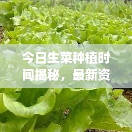 今日生菜种植时间揭秘，最新资讯报道