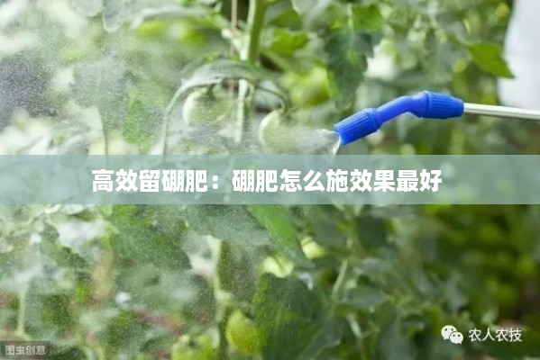 高效留硼肥：硼肥怎么施效果最好 