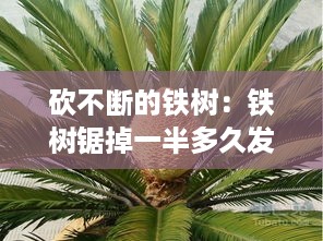 砍不断的铁树：铁树锯掉一半多久发芽 