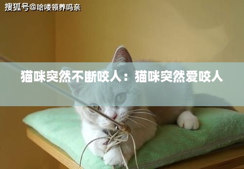 猫咪突然不断咬人：猫咪突然爱咬人 