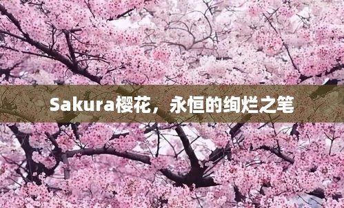 Sakura樱花，永恒的绚烂之笔