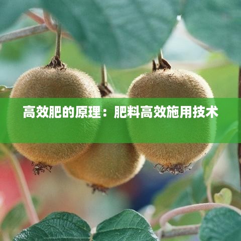 高效肥的原理：肥料高效施用技术 