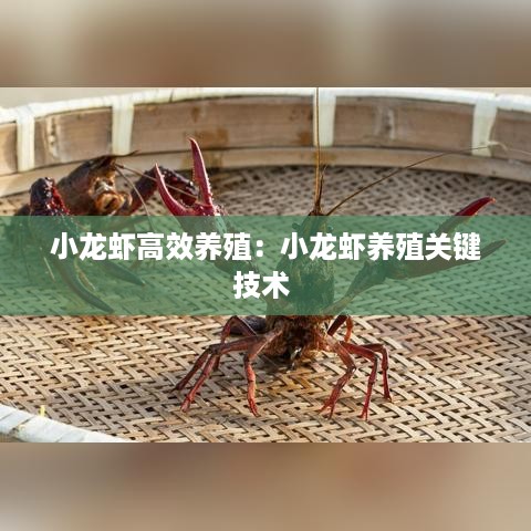 小龙虾高效养殖：小龙虾养殖关键技术 