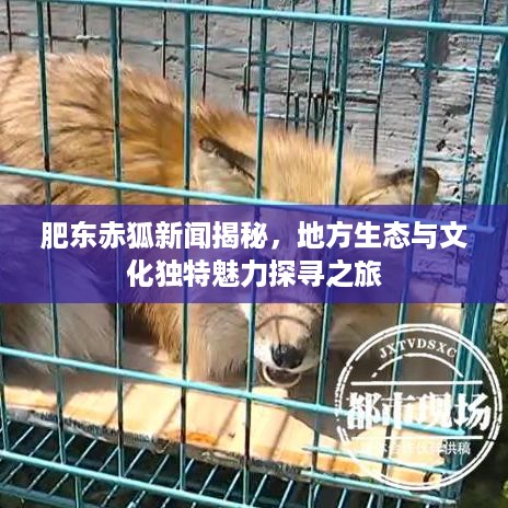 肥东赤狐新闻揭秘，地方生态与文化独特魅力探寻之旅