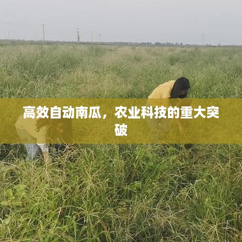 高效自动南瓜，农业科技的重大突破