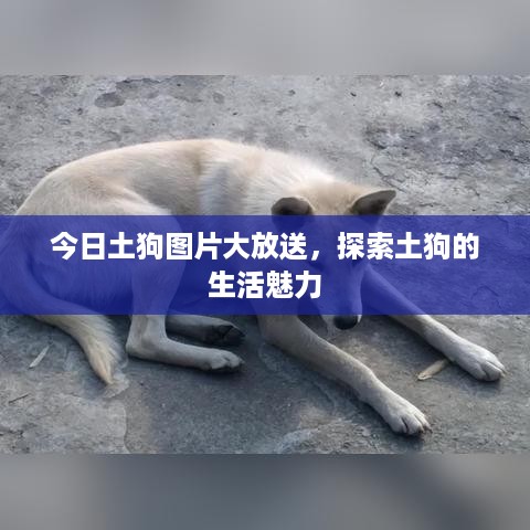 今日土狗图片大放送，探索土狗的生活魅力