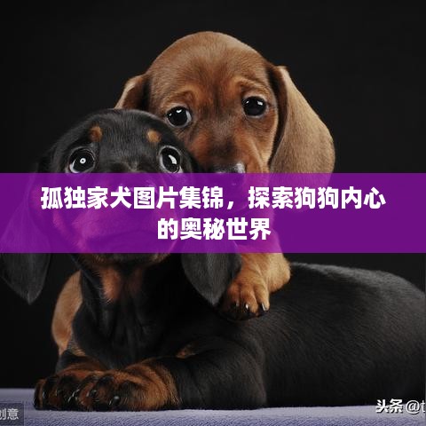 孤独家犬图片集锦，探索狗狗内心的奥秘世界