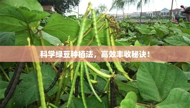 科学绿豆种植法，高效丰收秘诀！