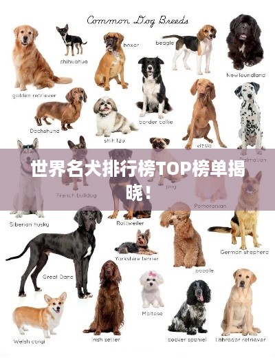 世界名犬排行榜TOP榜单揭晓！